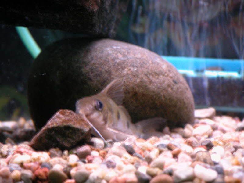 DSCN1082.jpg