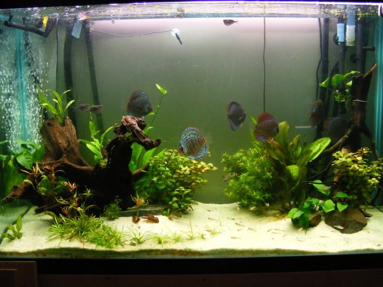 2009_0225tank0003.jpg