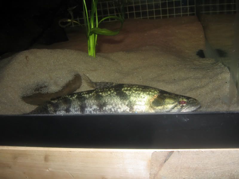 Wolf-Fish-083008.jpg
