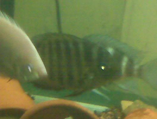 severum4.jpg