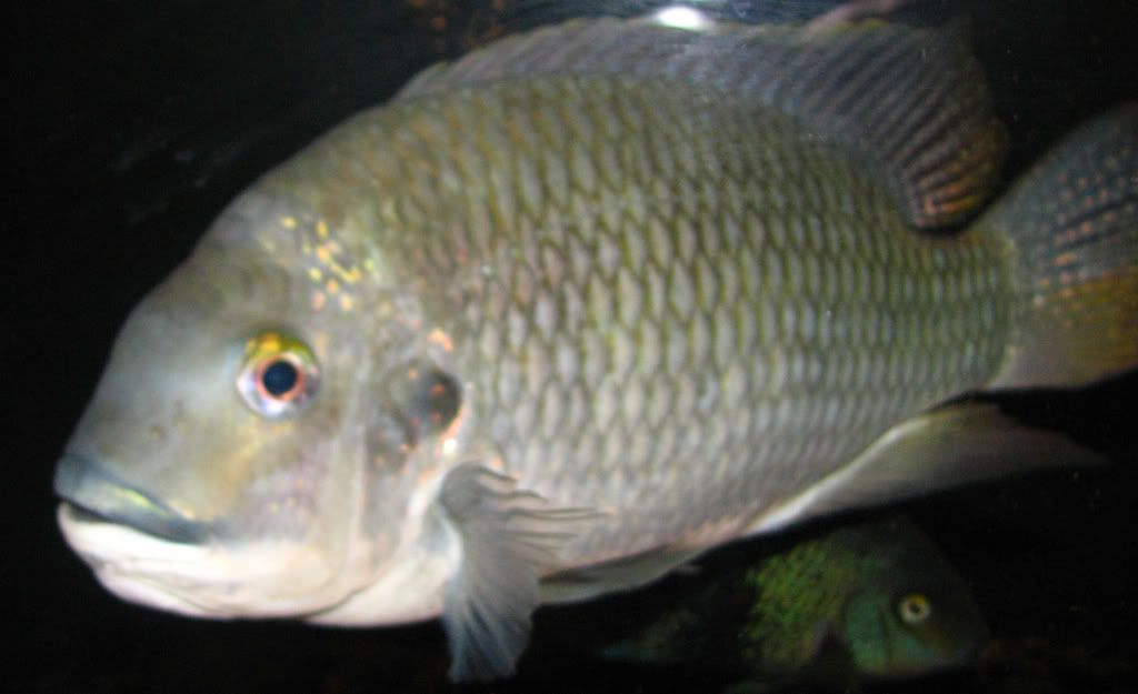BerniesFish-June2007078-1.jpg