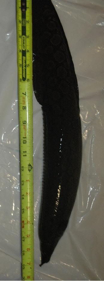 Eel.jpg
