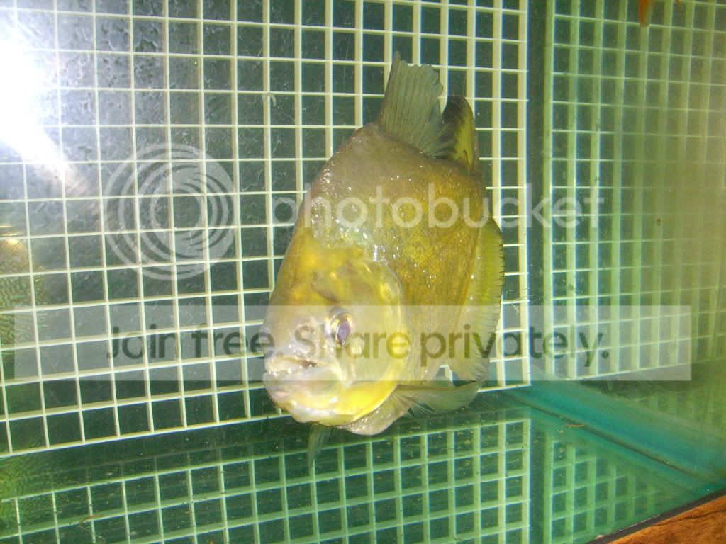 PICT0020.jpg