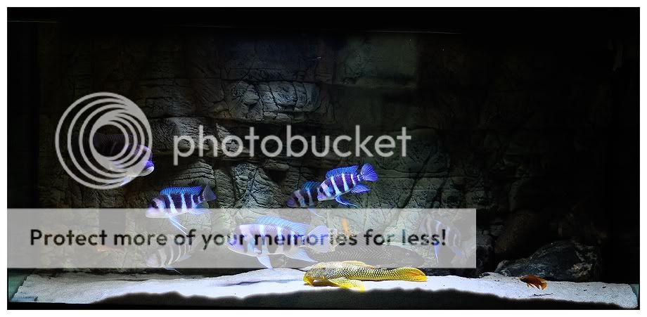 fishtank.jpg