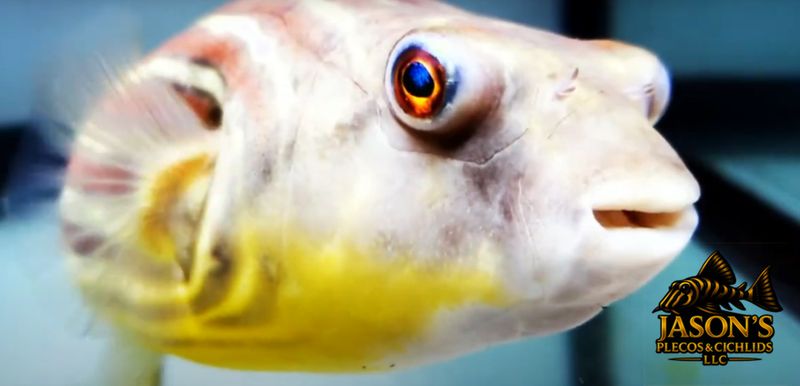 jasonsplecoscichlids.com