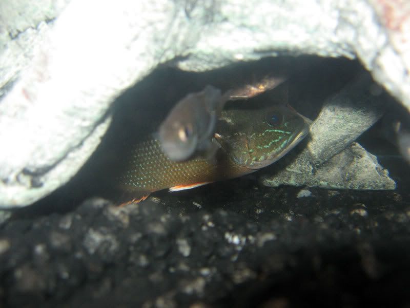 Green-Sunfish-One.jpg