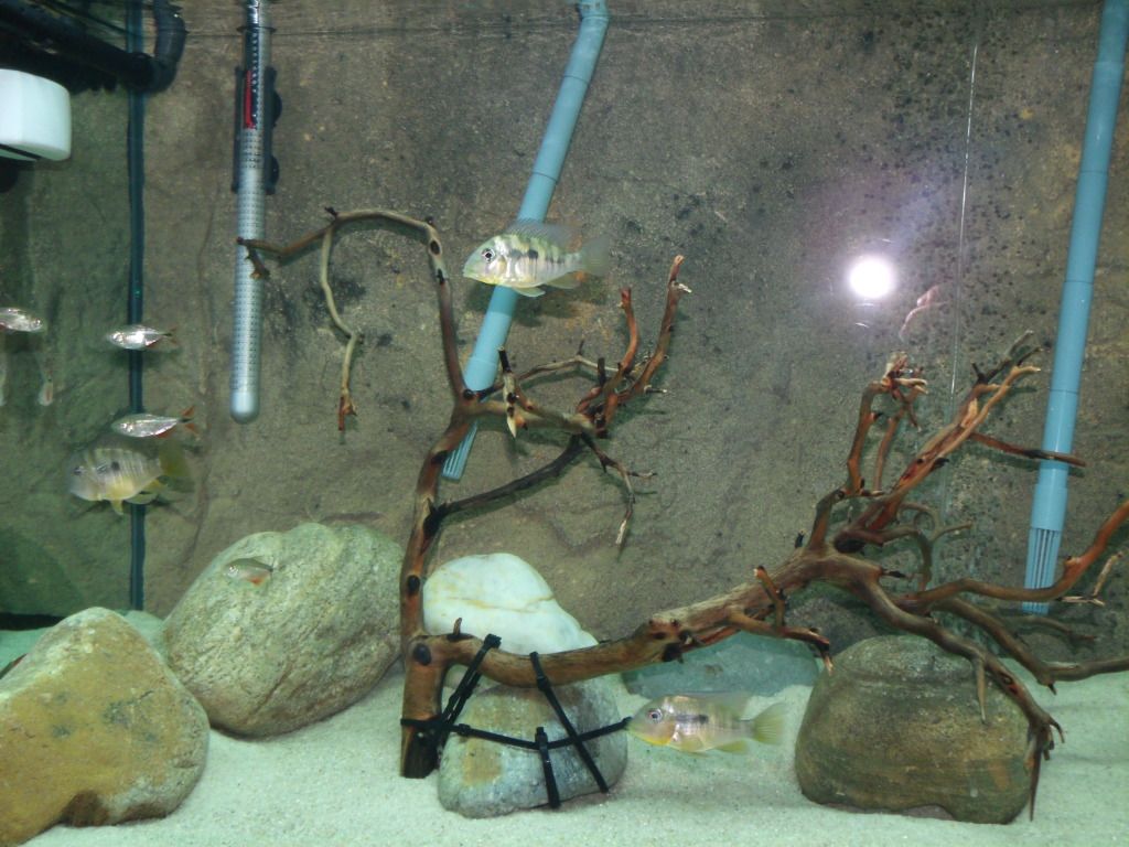 021-4.jpg