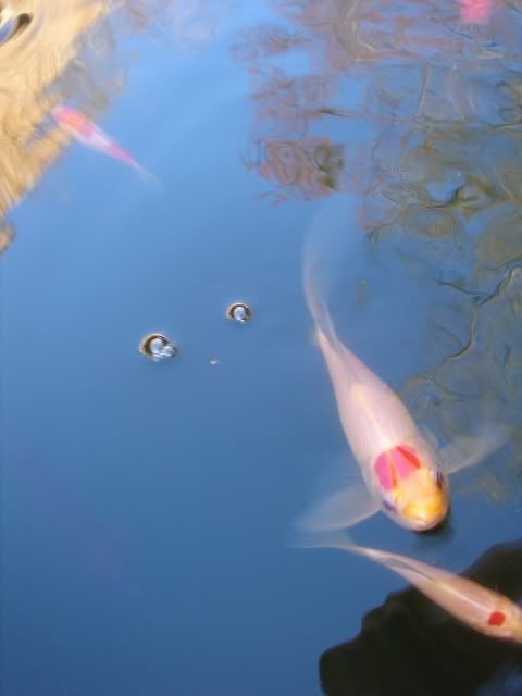 DSC09031.jpg