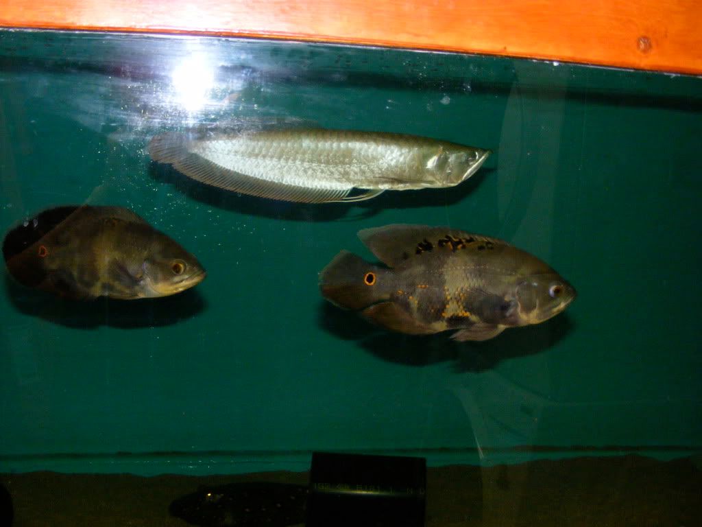 DSCF2680.jpg