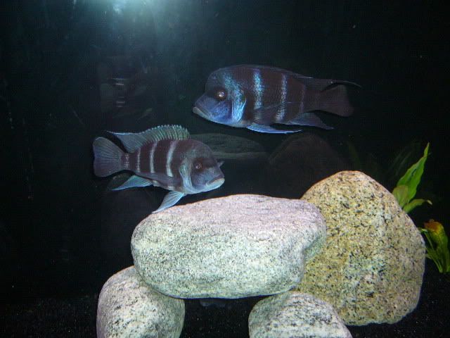 P1020835.jpg