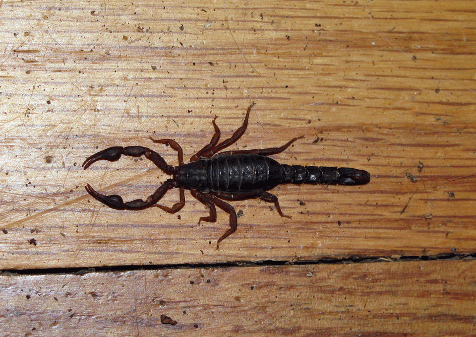 Scorpion.gif