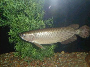 Arowana-4.jpg