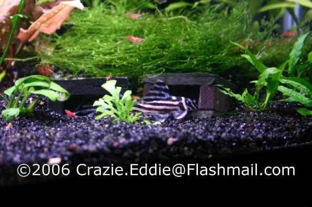 L-046ZebraPleco1.jpg