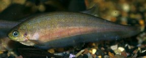 xenomystus_nigri_adult_1-288x115.jpg