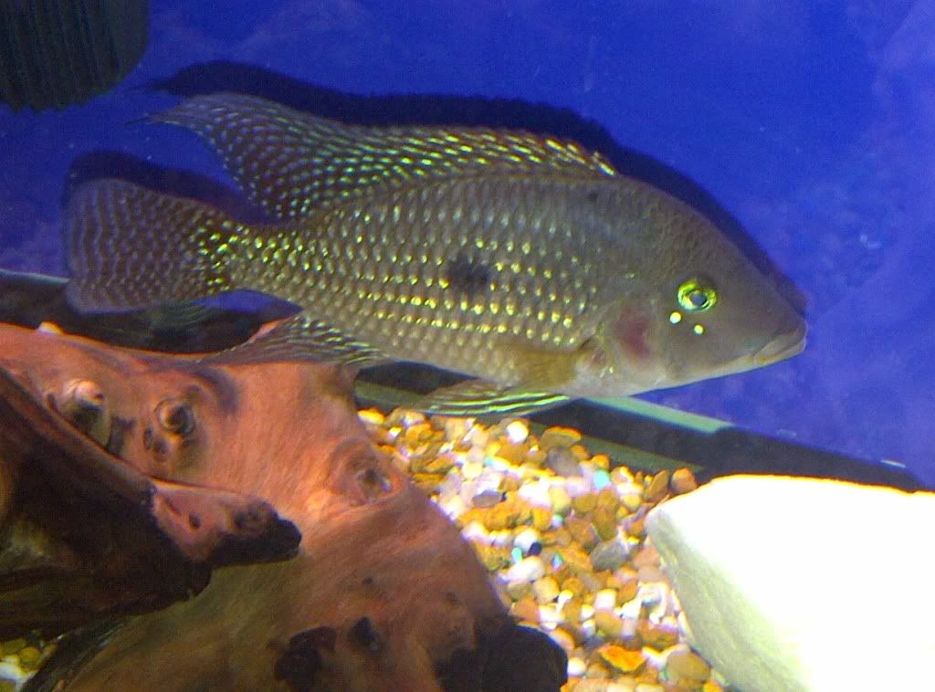 geophagus1.jpg