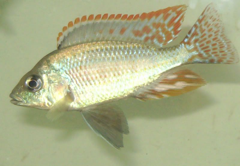 id.jpg