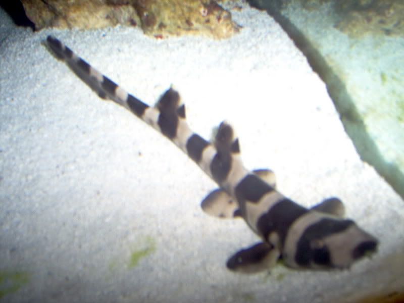 10gReef022.jpg