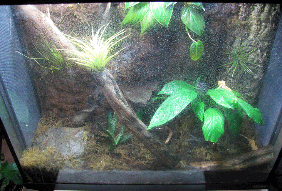 Crested-Tank2.gif