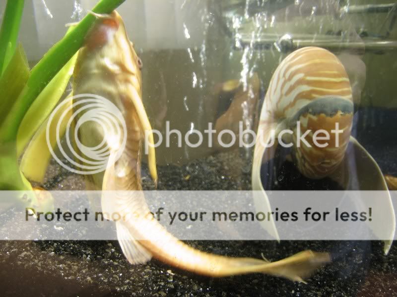 34GiantSucker.jpg