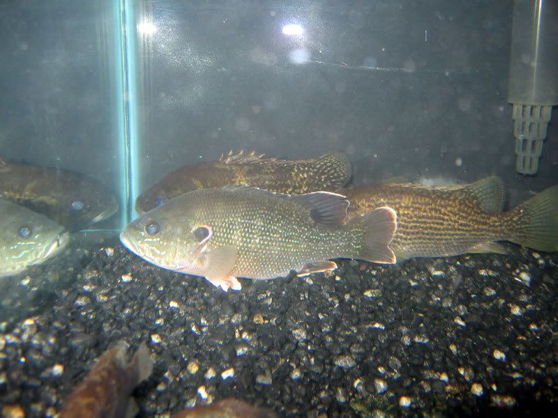 Green-Sunfish.jpg
