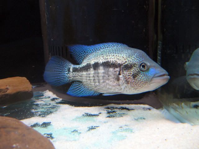 Dovii-9inch6.jpg