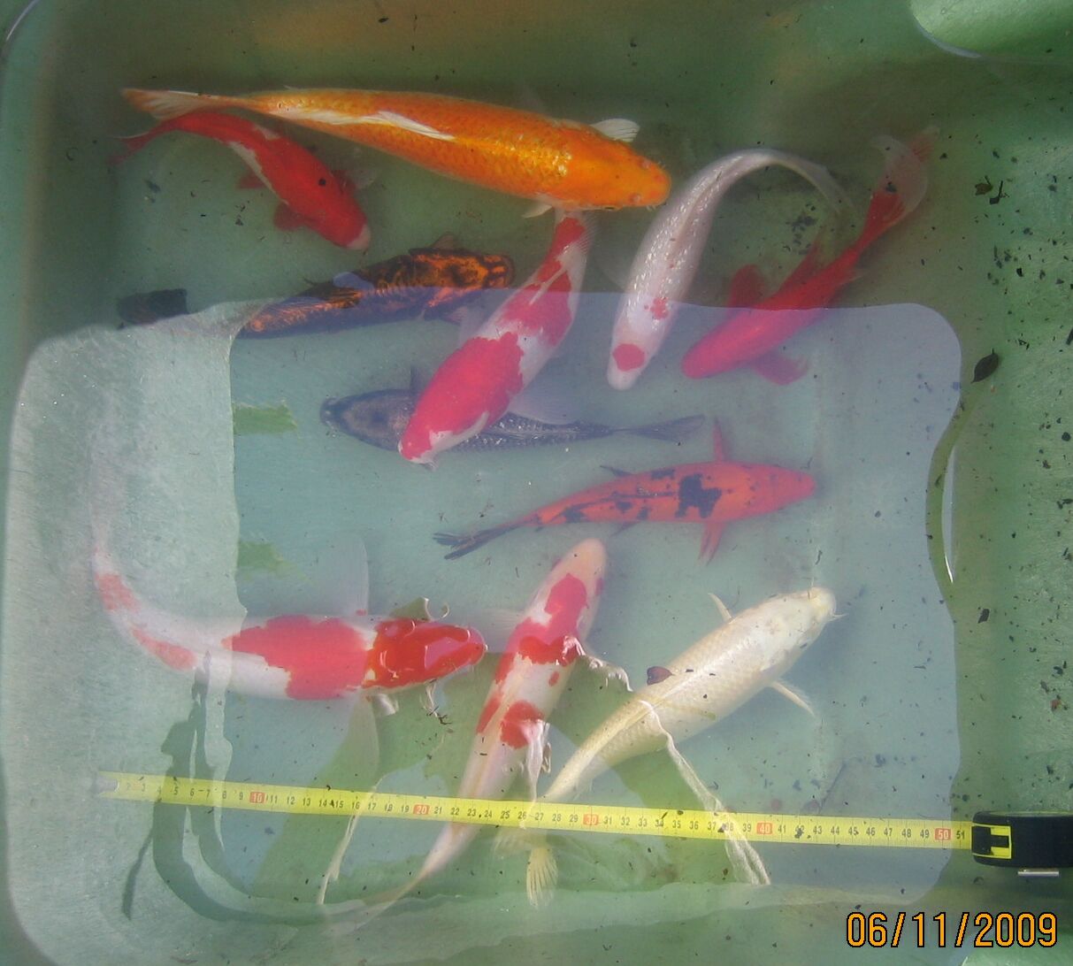 nov2009-koi-1.jpg