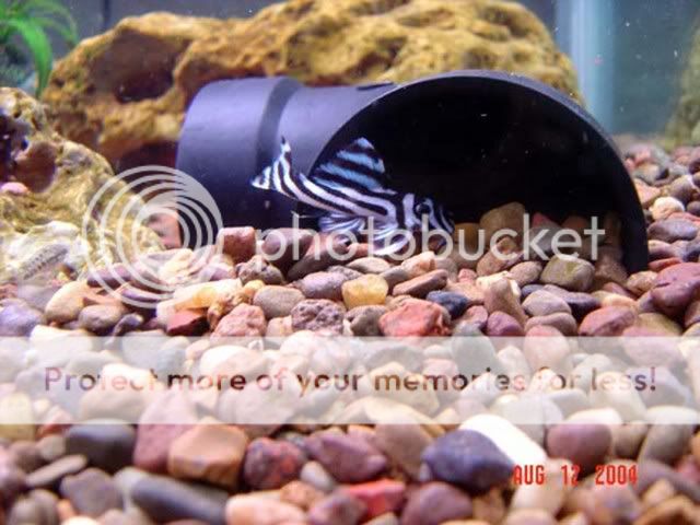DSC00388.jpg