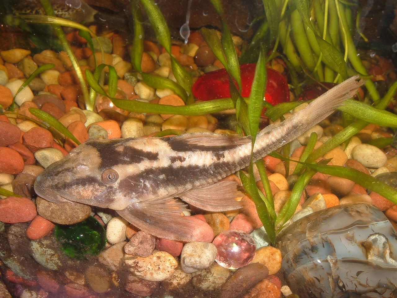 DSCF1147.jpg