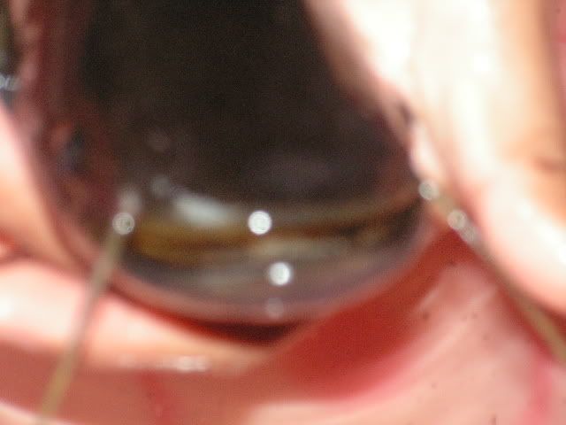 PICT0636.jpg