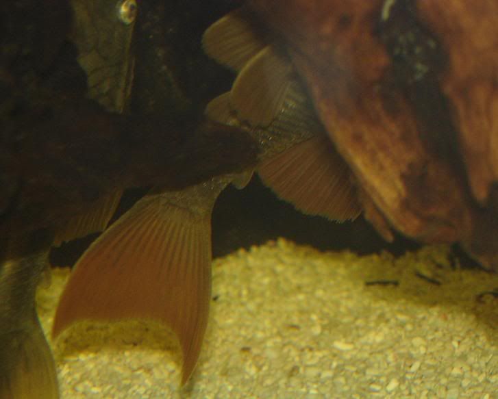 blueeyedredfin1.jpg