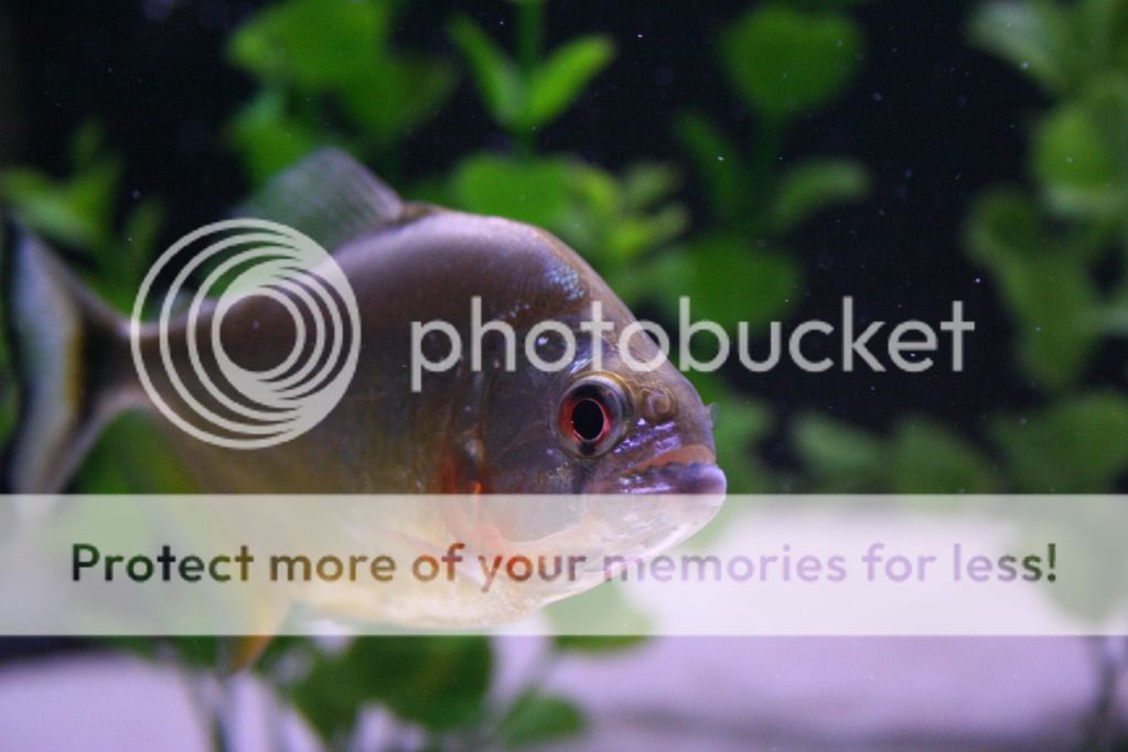 fish027.jpg