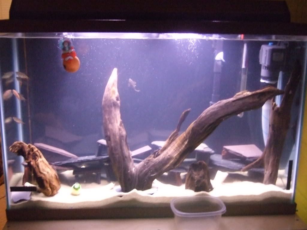 pets056.jpg