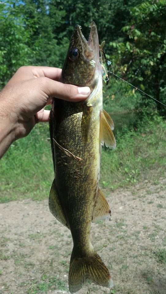 walleye1_zps240977f4.jpg