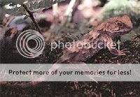 reptilepic.jpg