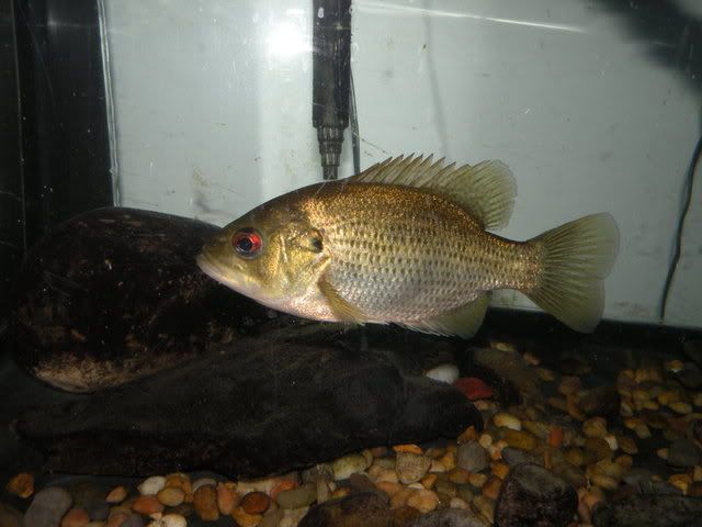 DSCN1590.jpg