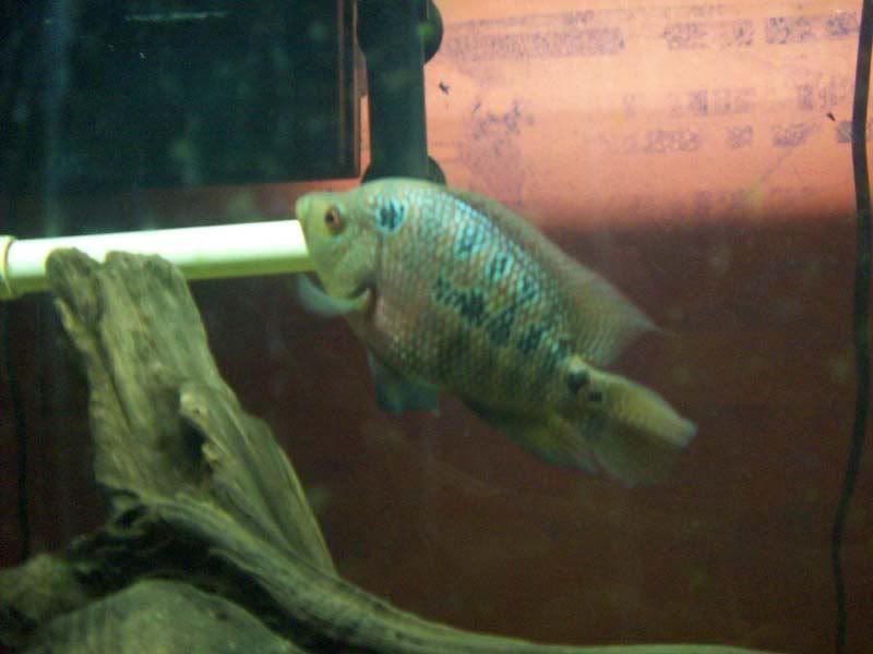 flowerhorn3.jpg