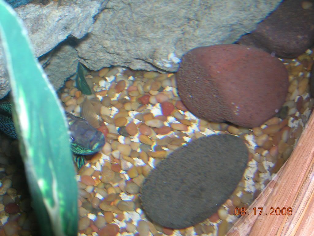 Bluedempseyfemale002.jpg