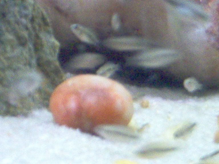 Fish015.jpg
