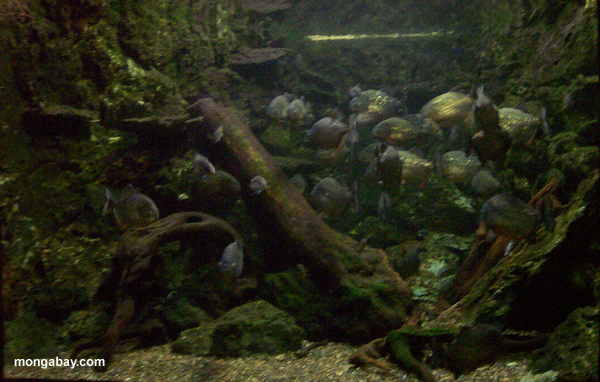 piranha.gif