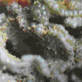 a5.gif