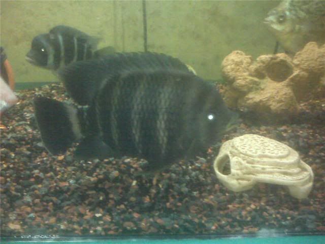 SAcichlid2.jpg