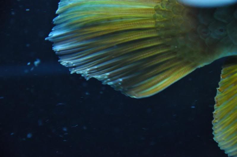 TailParasites016.jpg