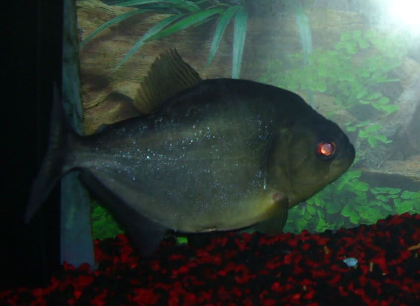 BlackP.jpg