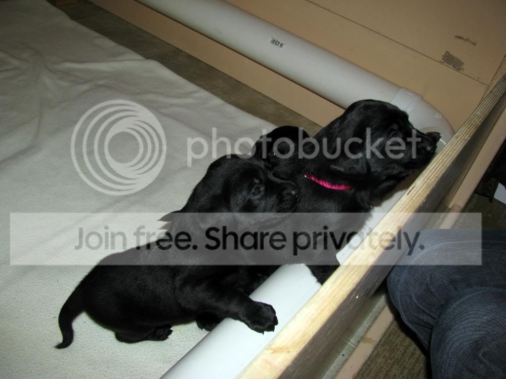 Puppies9.jpg