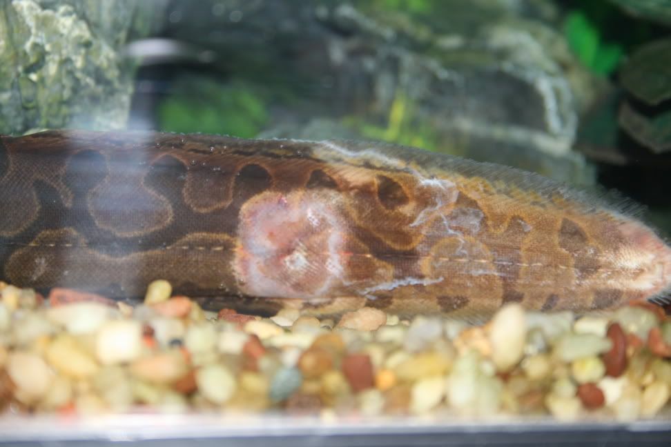 eel005.jpg