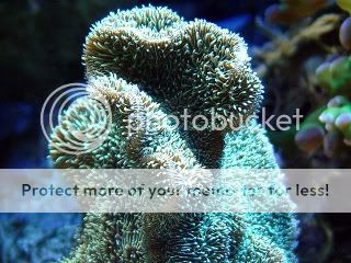 pavona_polyps.jpg