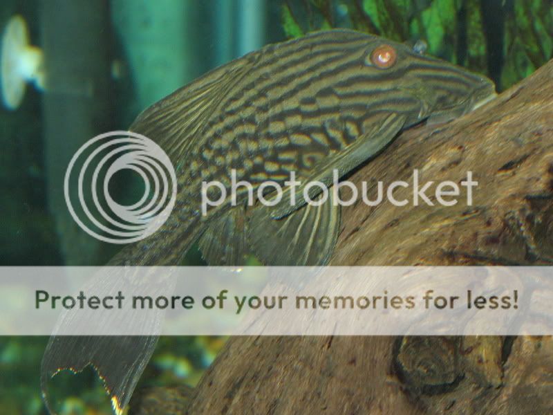 L190RoyalPleco01.jpg