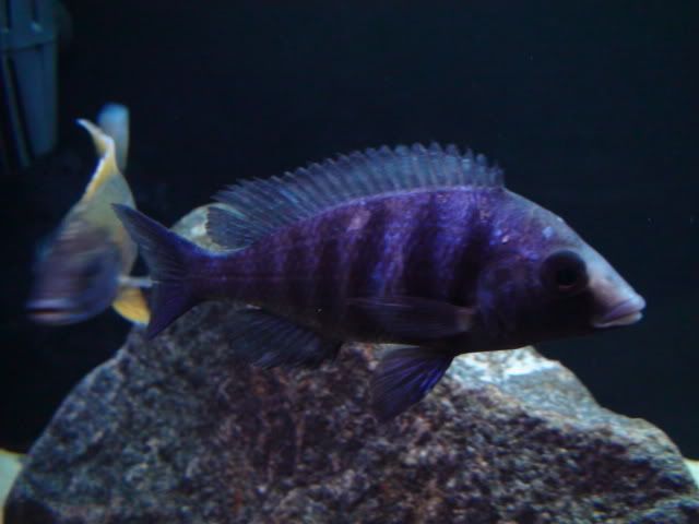 DSC01618.jpg