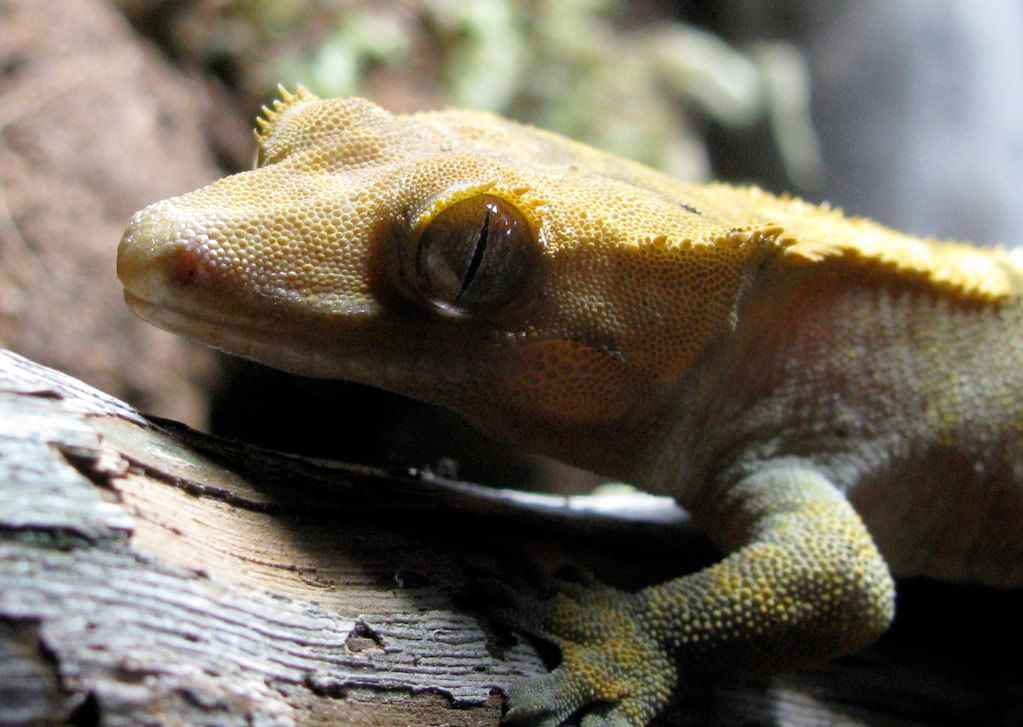 CrestedGecko3.jpg