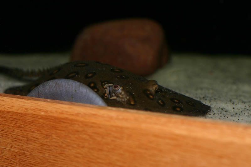raytank079.jpg